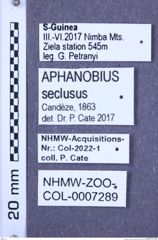 Etiketten zu Aphanobius seclusus (Candèze, 1863) (NHMW-ZOO-COL-0007289)